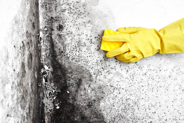 Best Fast Mold Removal  in Crewe, VA
