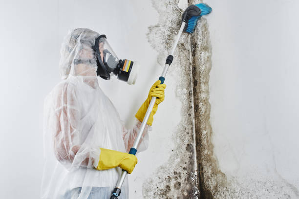 Professional Mold Removal in Crewe, VA