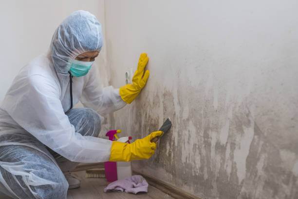 Best Toxic Mold Removal  in Crewe, VA