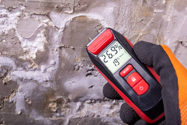 Best Black Mold Removal  in Crewe, VA