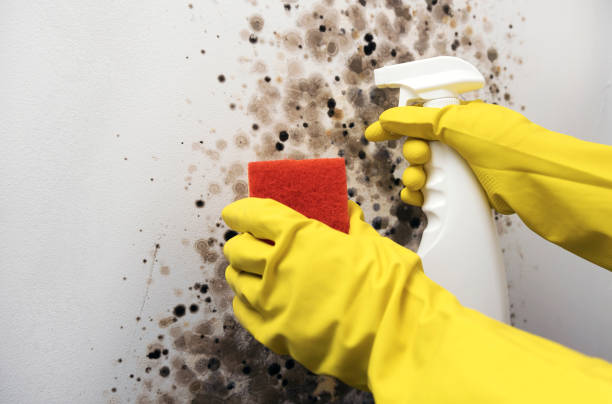 Best Office Mold Removal Services  in Crewe, VA