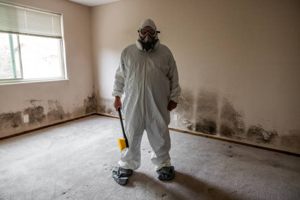 Mold Removal Process in Crewe, VA