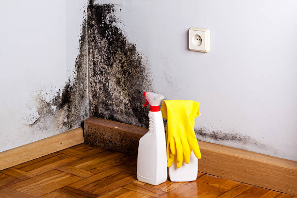 Best Affordable Mold Removal  in Crewe, VA