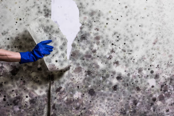 Best Mold Removal Near Me  in Crewe, VA